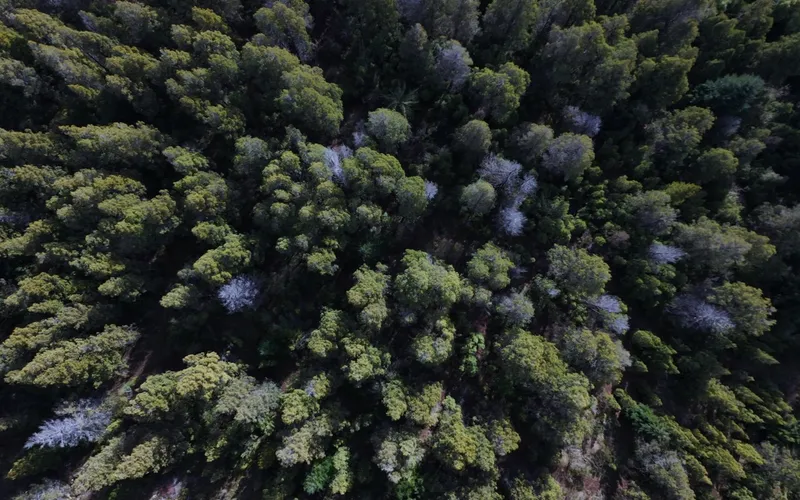 Vista aérea del bosque nativo de la Comarca Andina, Patagonia
